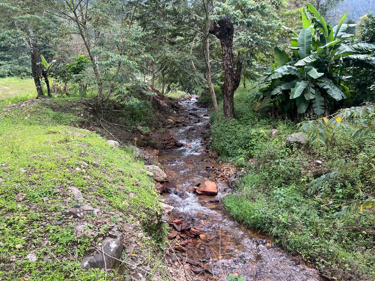  5.5 acre coffee estate with house for sale in Belur